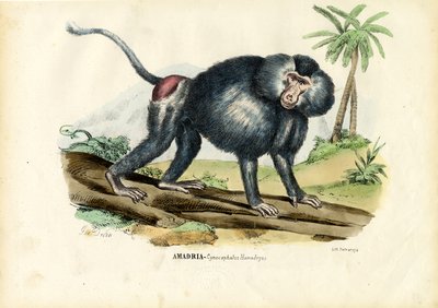 Grey Baboon by Raimundo Petraroja